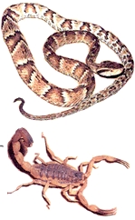 Pisando-Serpentes-e-Escorpiões | André Farinha